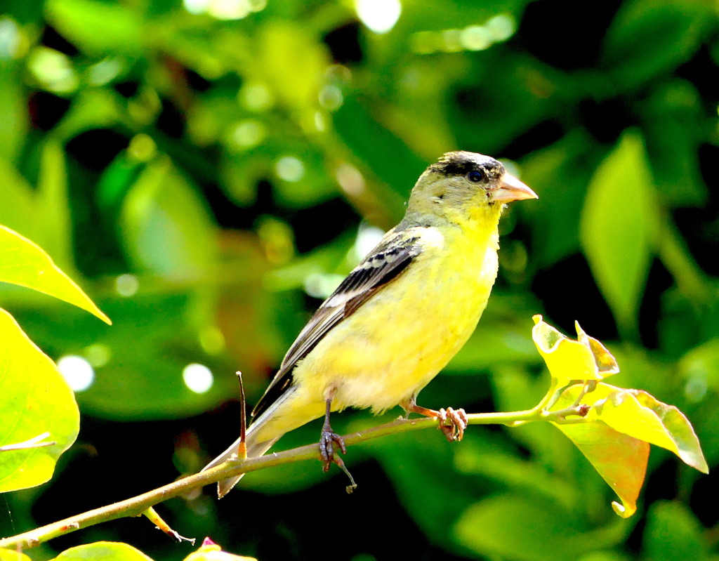 House Finch by redy4et