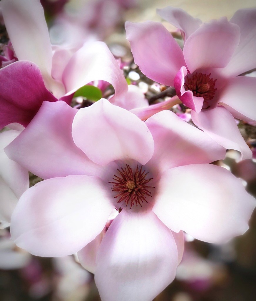 Happiness is a Magnolia Tree by gardenfolk