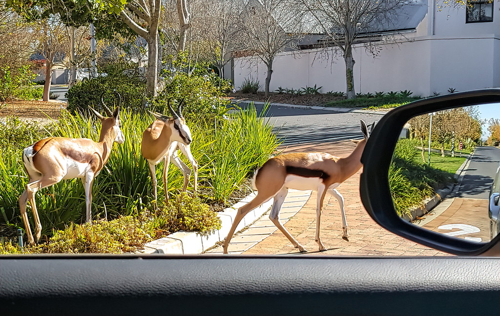 A pedestrian crossing for our Springbuck  by ludwigsdiana