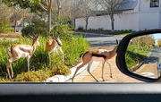 12th May 2020 - A pedestrian crossing for our Springbuck 