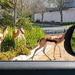 A pedestrian crossing for our Springbuck  by ludwigsdiana