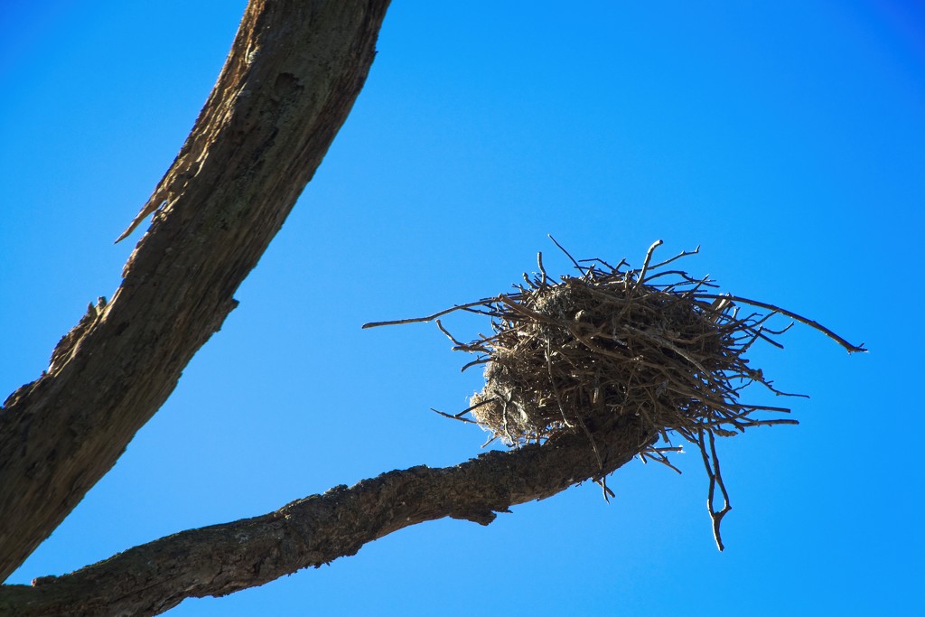 Empty nest by kiwinanna