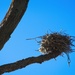 Empty nest by kiwinanna