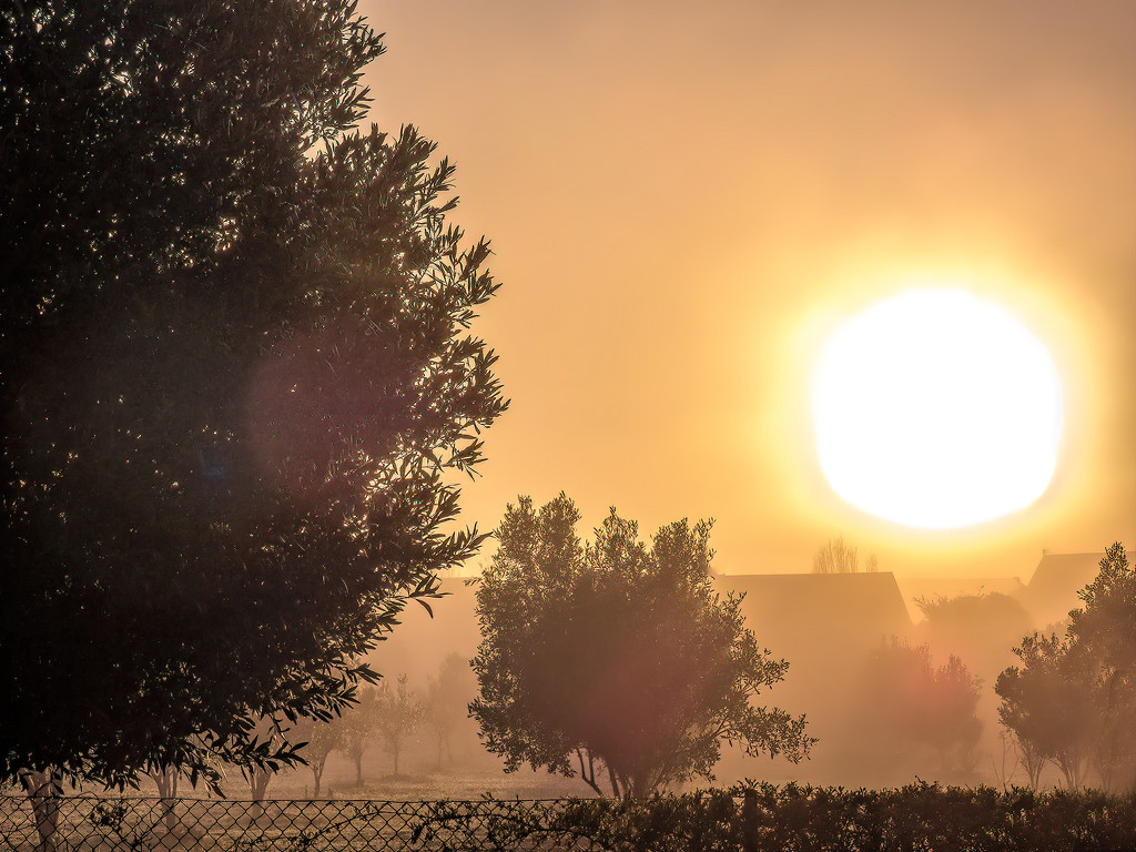 The sun battling to get through Fog by ludwigsdiana