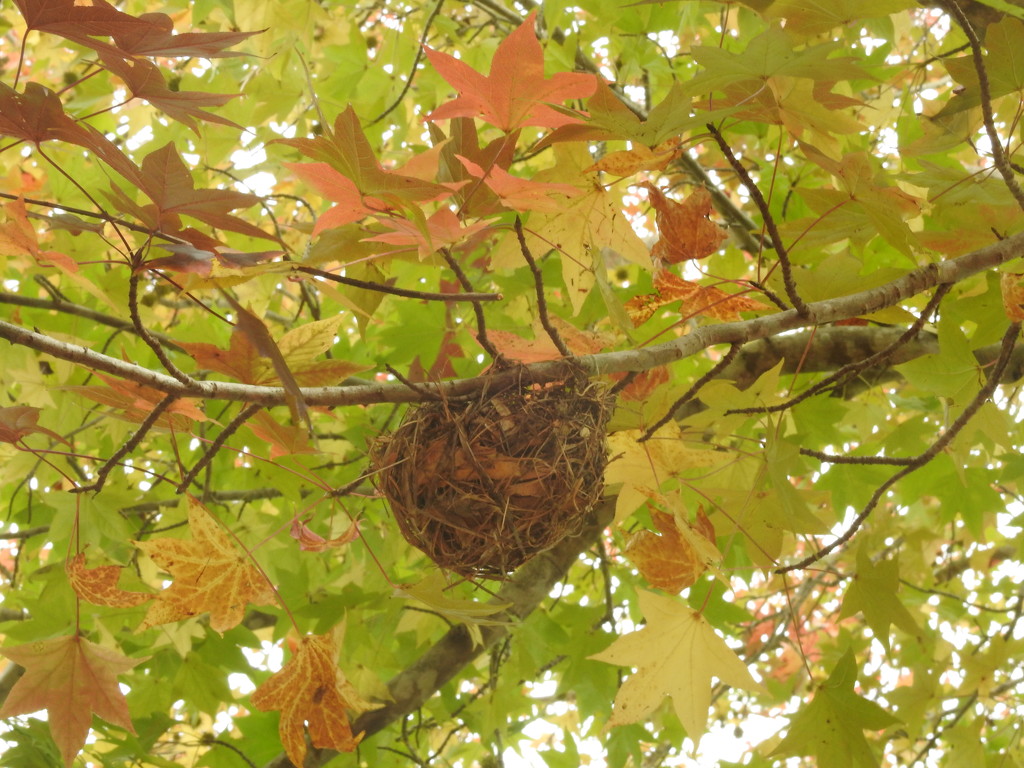 Birds nest by jeneurell