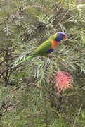 12th May 2020 - L is for Lorikeet