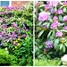 The Rhododendron bush  by beryl
