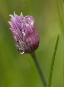 12th May 2020 - chive bud