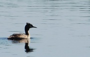 12th May 2020 - Actually managed to capture a Grebe before it dived!