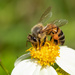 Bee happy!  by dutchothotmailcom