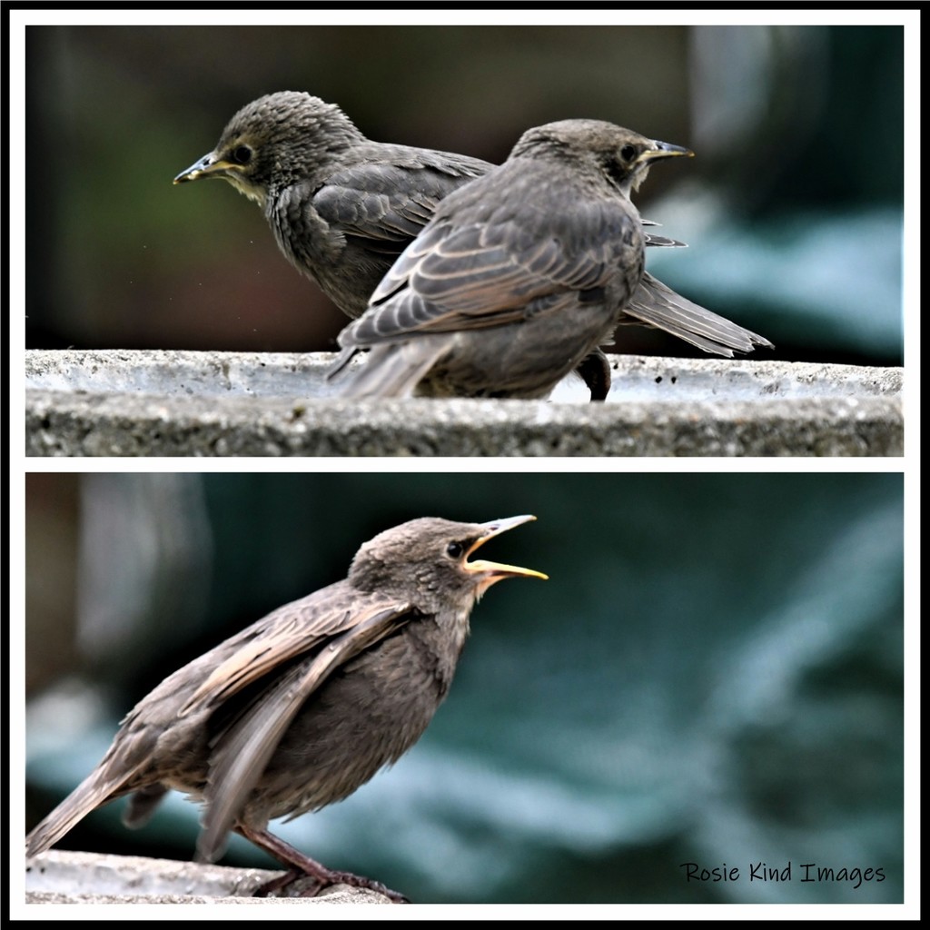 The young starlings by rosiekind