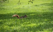 12th May 2020 - Now where did I hide that acorn