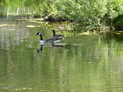 12th May 2020 - Canada Geese