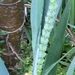 Grass Seedhead by cataylor41