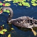 Swan.....Side Paddling ~ by happysnaps