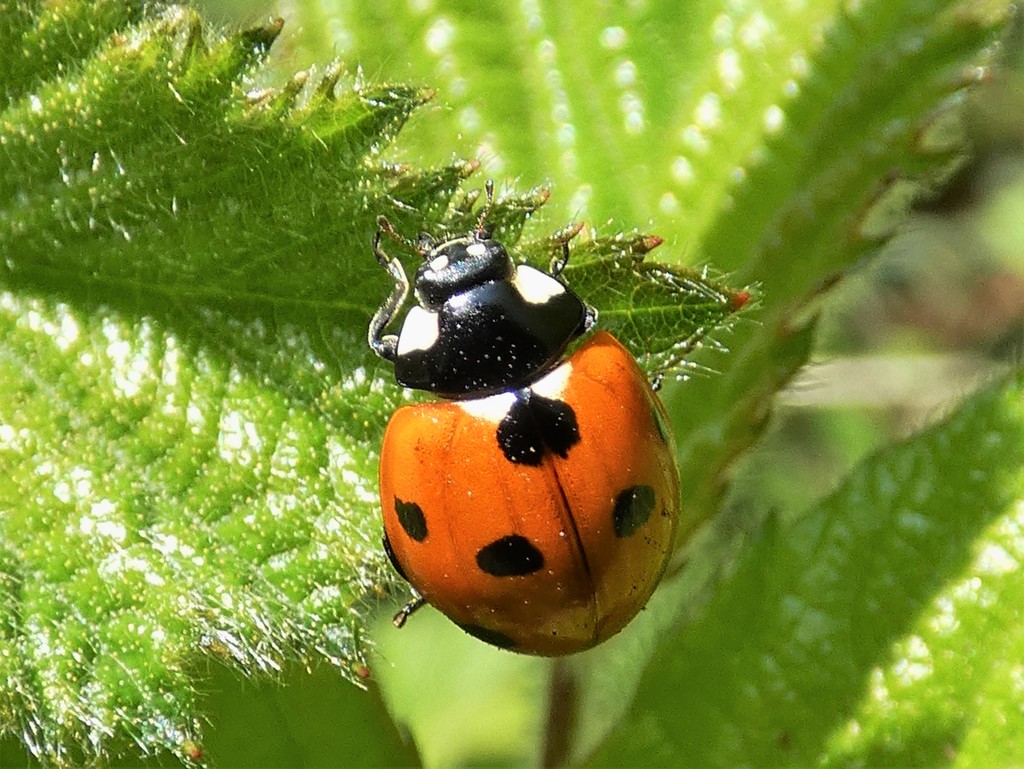 Seven spot ladybird by julienne1