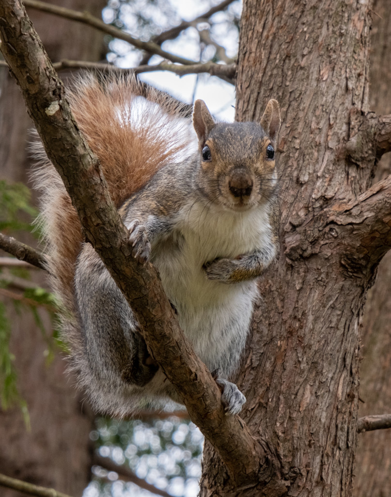 Red Tailed Squirrel by sprphotos