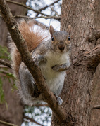11th May 2020 - Red Tailed Squirrel
