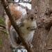 Red Tailed Squirrel by sprphotos