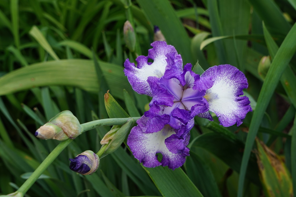 Iris at the City Park by tunia