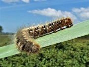 12th May 2020 - Oak Eggar caterpillar