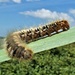 Oak Eggar caterpillar by julienne1