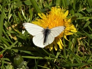 7th May 2020 - Large White Butterfly on Dandelion