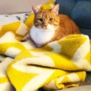 12th May 2020 - Honey & The Yellow Blanket