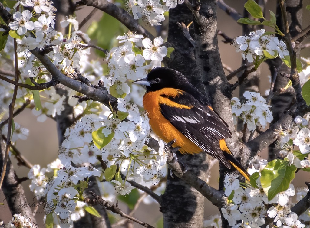 Baltimore Oriole by dridsdale