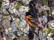 12th May 2020 - Baltimore Oriole