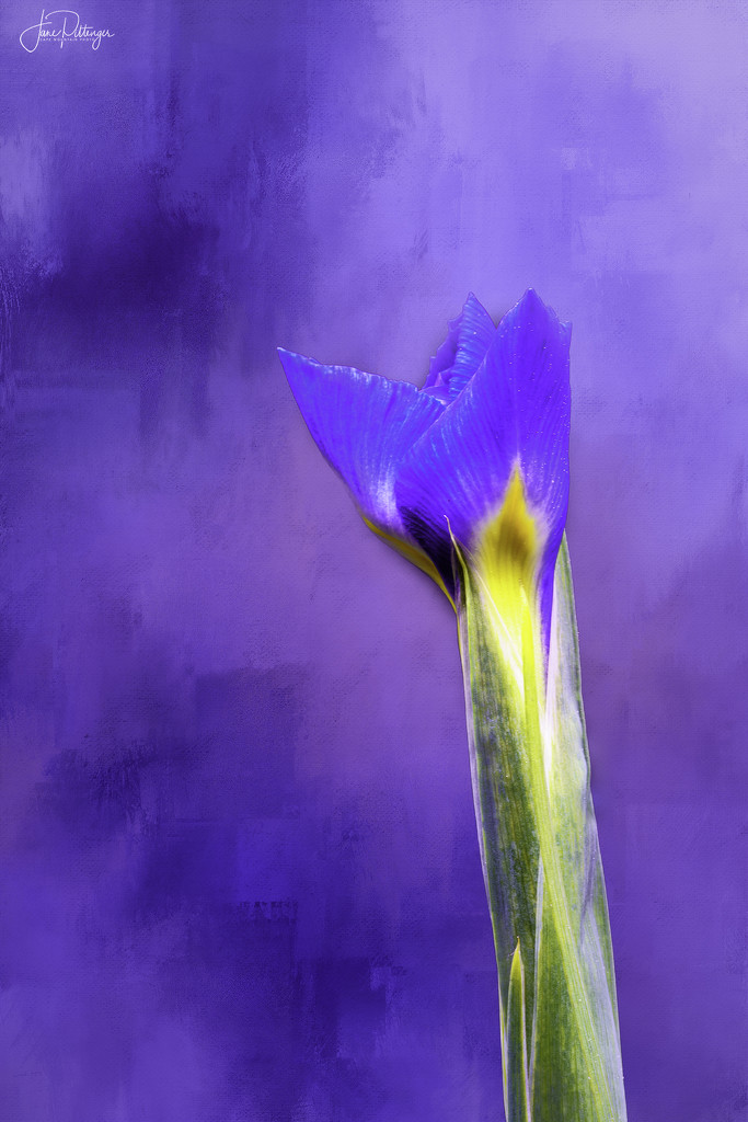 Purple Iris Unfurling by jgpittenger