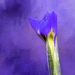 Purple Iris Unfurling by jgpittenger