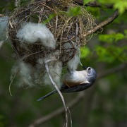 12th May 2020 - Lining a nest