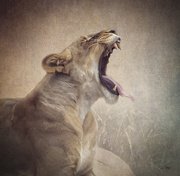 12th May 2020 - Lioness, Part II