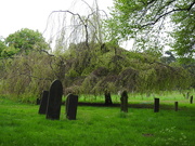 29th Apr 2020 - Tree in the Cemetery