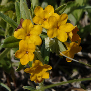 12th May 2020 - hoary puccoon