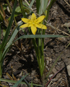 12th May 2020 - yellow star grass