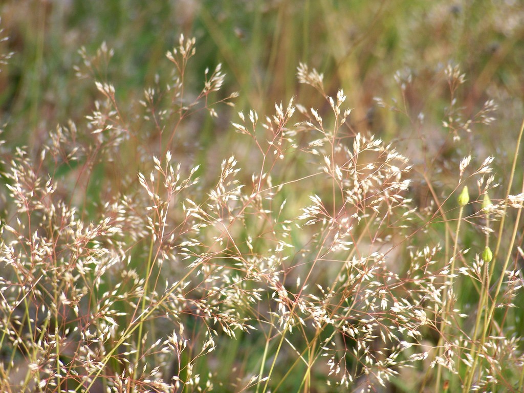 Grass Seed Tops by marlboromaam