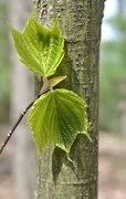 9th May 2020 - Day 130: Yes, Striped Maple....