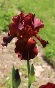 12th May 2020 - Tunia's beautiful iris