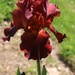 Tunia's beautiful iris by essiesue