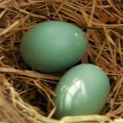 12th May 2020 - Robin Eggs 