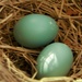 Robin Eggs  by radiogirl