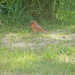 Male Cardinal by sfeldphotos