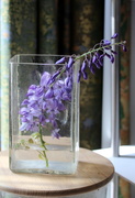 13th May 2020 - Wisteria