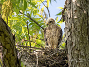 13th May 2020 - Red-Shouldered Hawk (teenager)