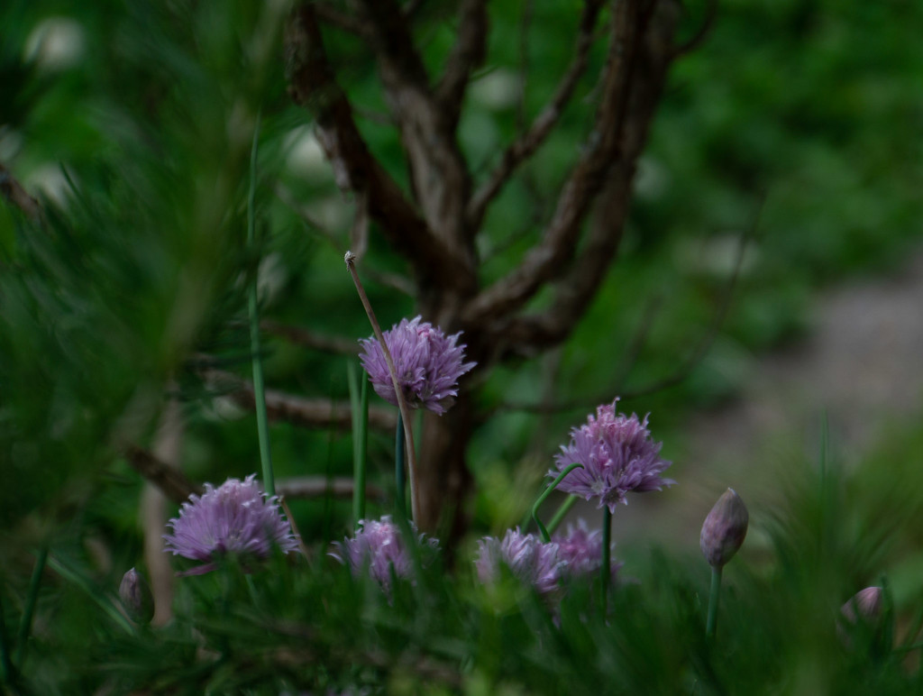 Chives. In the woods? by randystreat