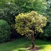 Nesting Tree by kimmer50