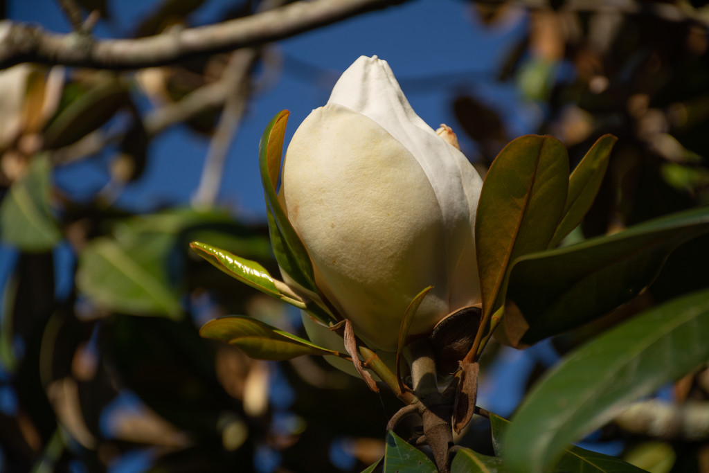 Southern Magnolia blooming... by thewatersphotos