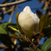 Southern Magnolia blooming... by thewatersphotos